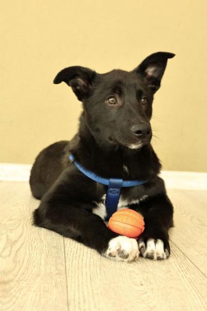 Ник щенятник